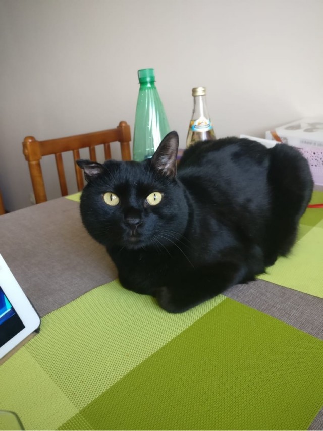 Котовторник, от мала до велика