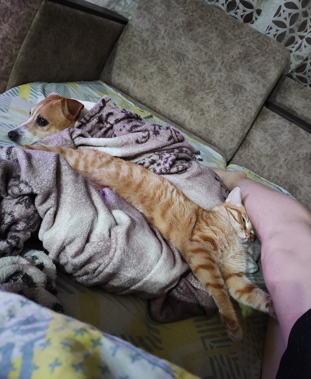 Сегодня отмечается День рыжего кота