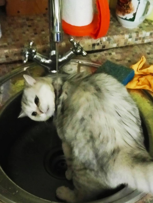 Очумелые Пёрышки