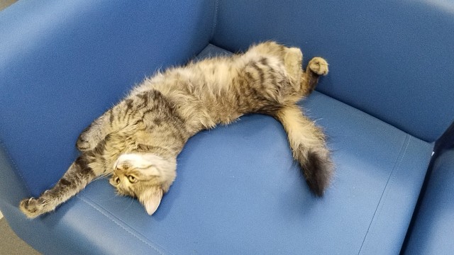 Ну-с, с наступившим староновогодним котовторником