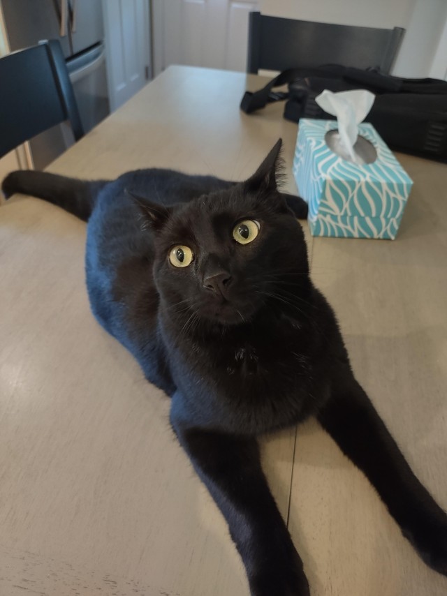 Сложные отношения кота и принтера