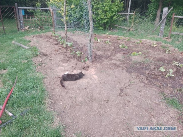 Жизнь домашнего приюта для котеек 545