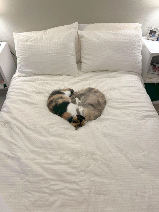 Спящих котеек тред