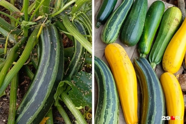 У вас тоже много кабачков? Вот три рецепта: пирог, котлеты и еще кое-что классное