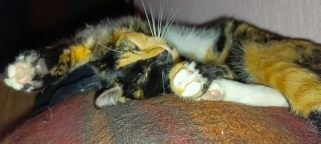 С котовторником!