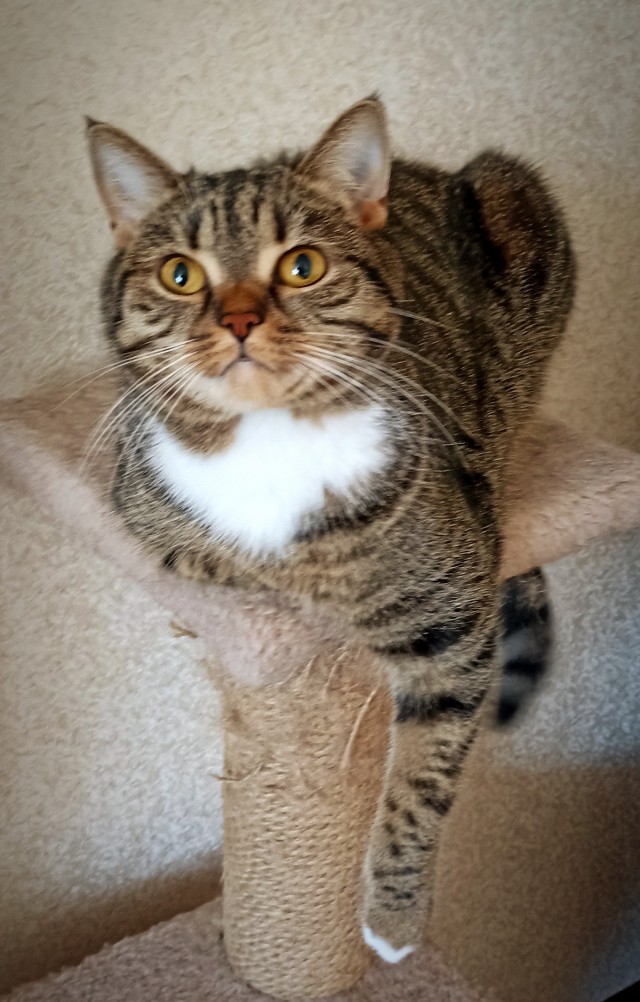 МоеЭ Котэ