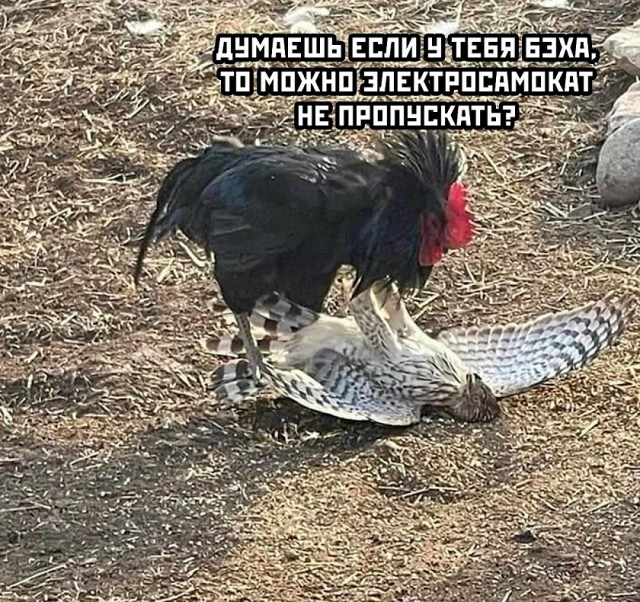 Так себе картинки 14.11.25