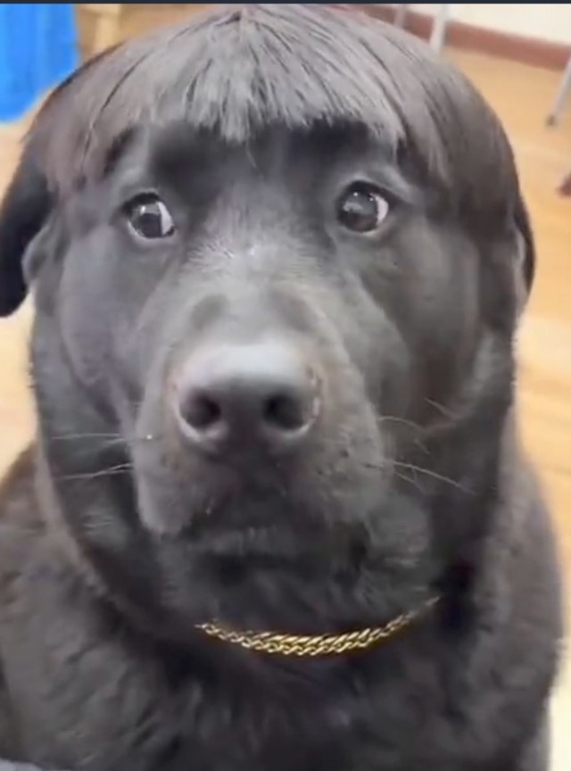 Когда хозяин идиот