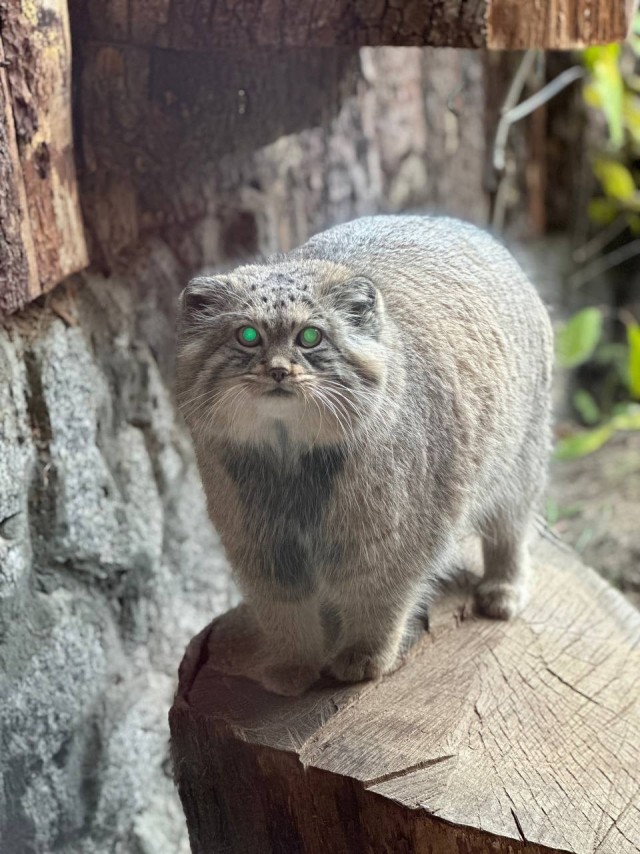 Вот такая история