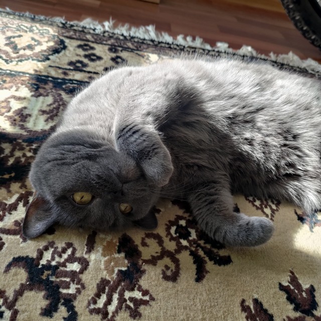 Котское.