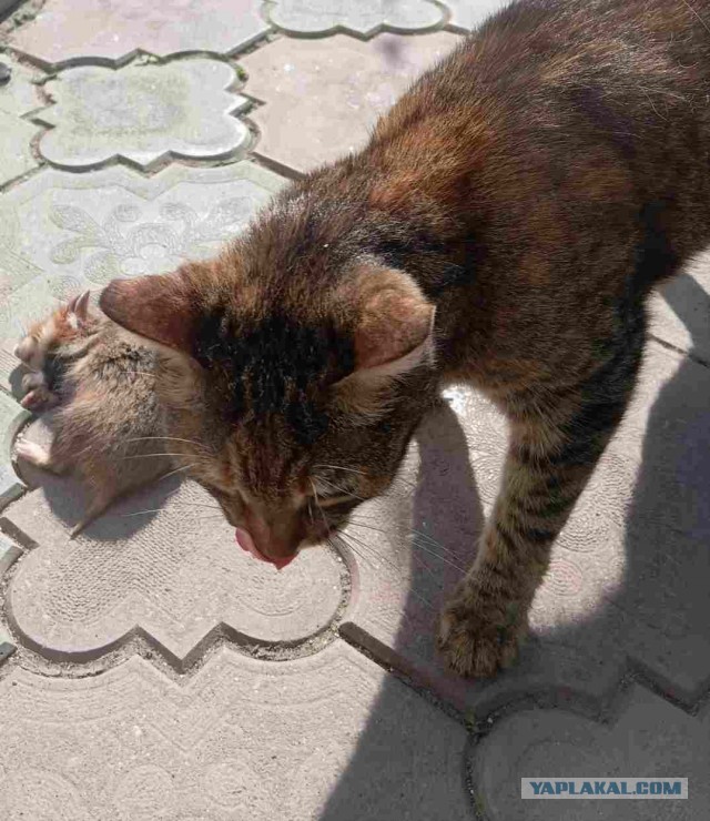 Кот хотел на рыбалку.
