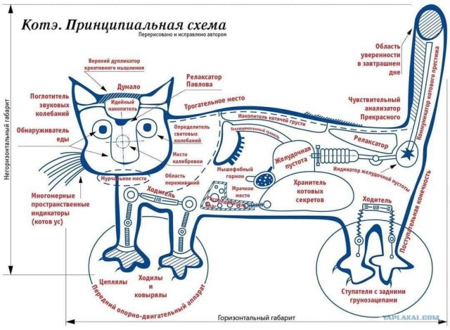 Как устроены кошки?