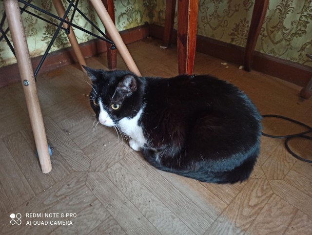 Объяснительная коту