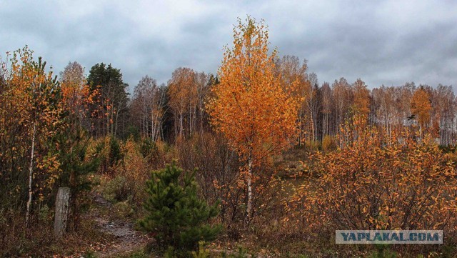 10 фотографий, которые выглядят как картины