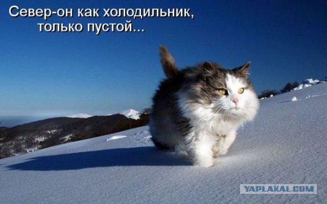 На тему пришедших морозов)