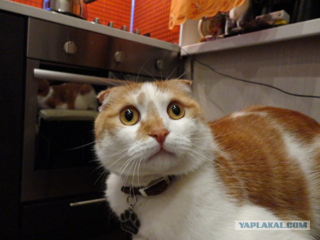 Котовторник 25.02.2014