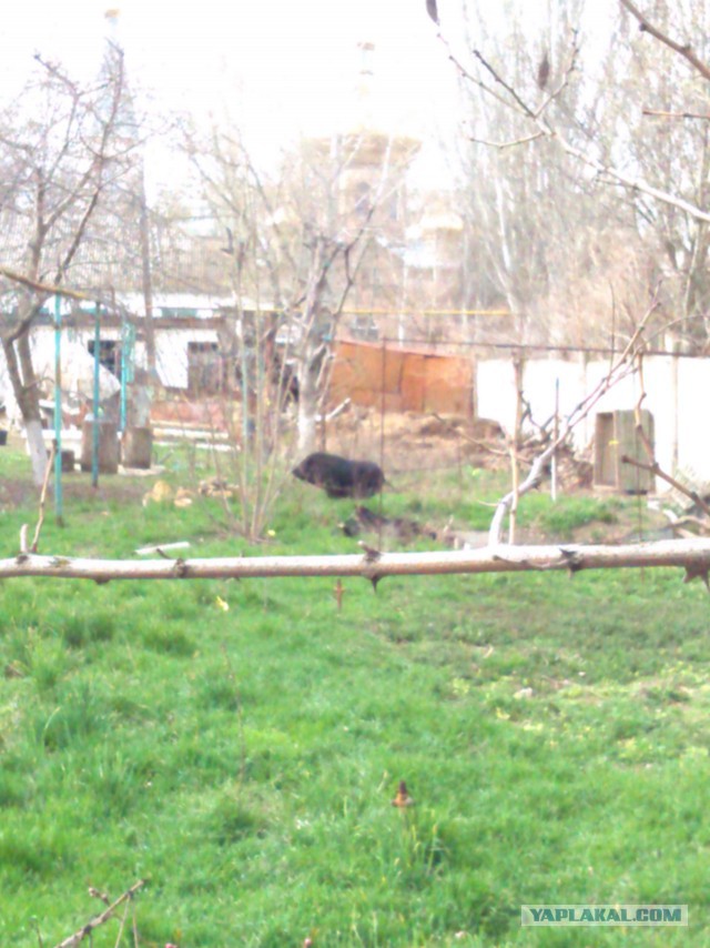 Крым, Евпатория, 29.03.2014