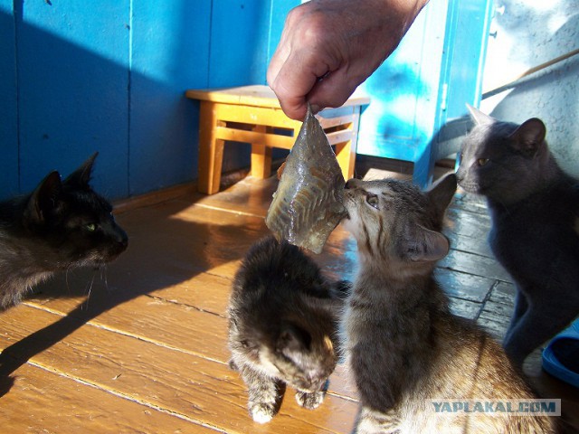 Котовторник   15.04.2014