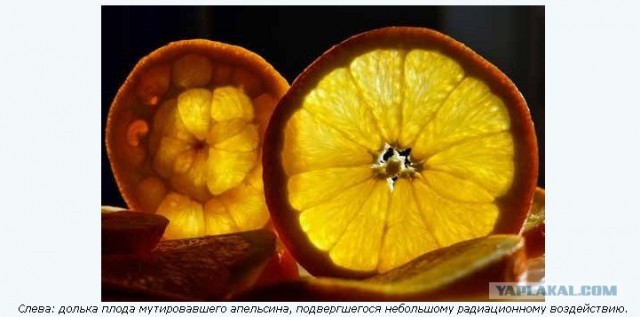Cколько долек в апельсине?
