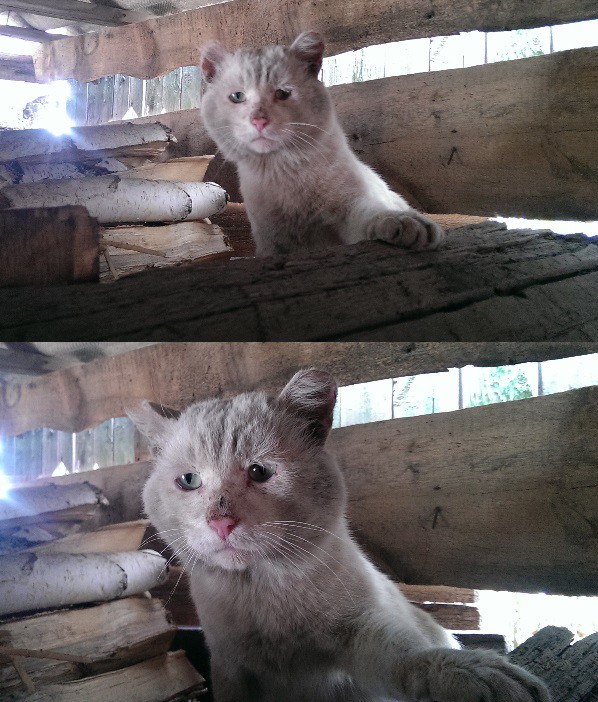 Грустный кот