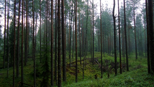 Черника 20.07.11