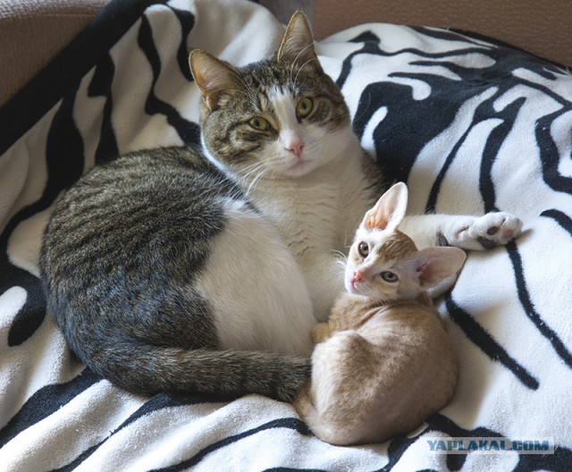 Болотные котята