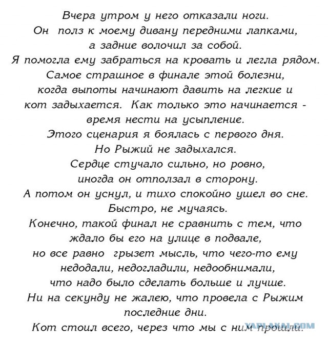 Про рыжего кота...