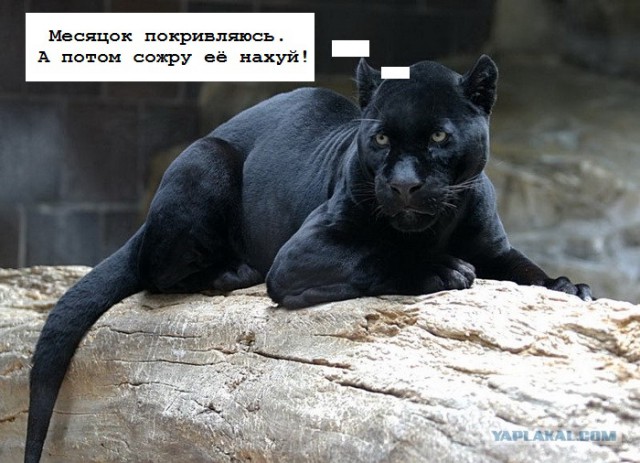 Реакция черной пантеры