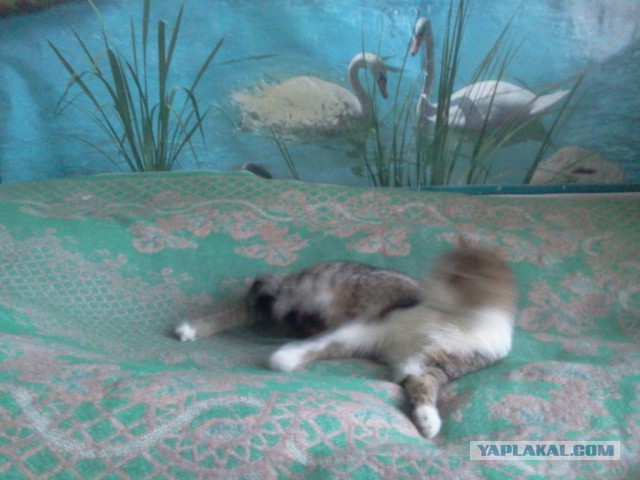 Котовторник 12.05.2015