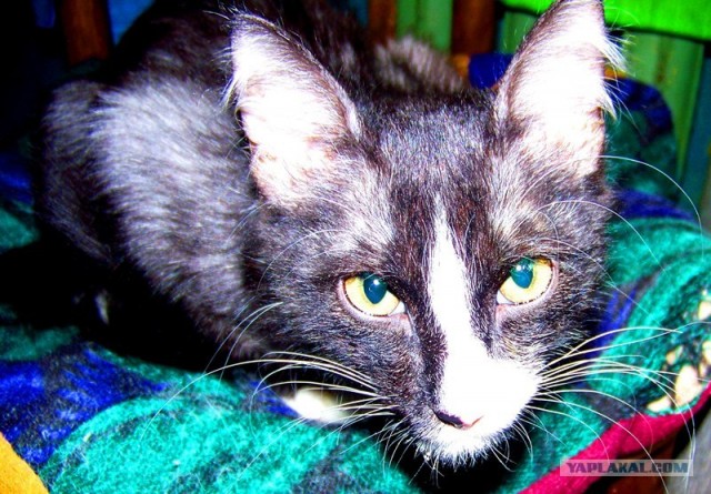 Не растут усы? Да бери так, нахаляву!