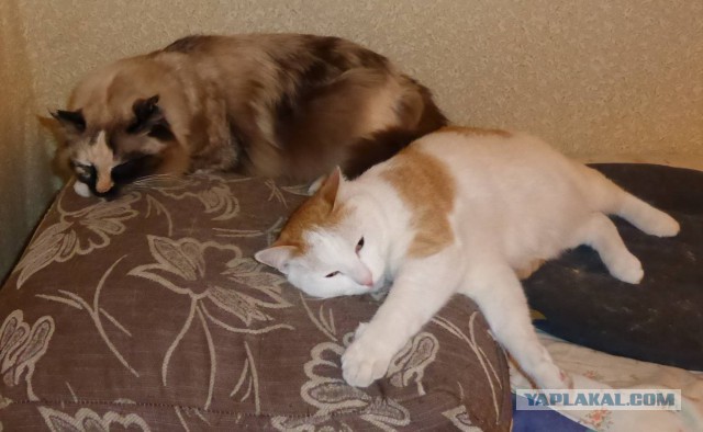 Котовторник 09.06.2015