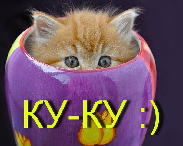 Малыши совсем не умеют прятаться!