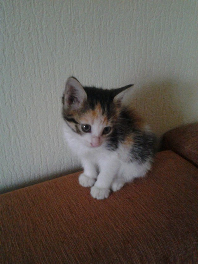 Котовторник 14.07.2015