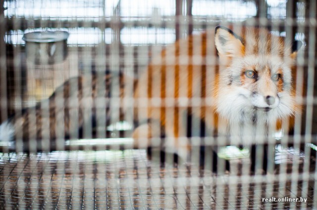 Как заготавливают шкурки норок, песцов и лис