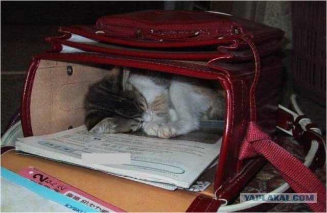 Как спят кошки....