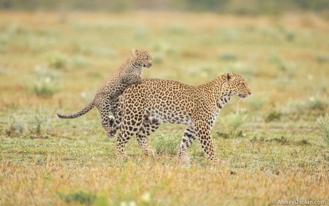 Леопардик Поли