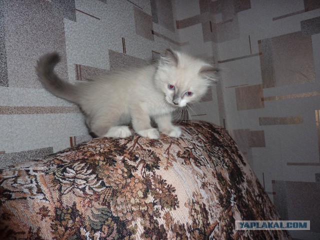 КотоВторник 26.04.2016