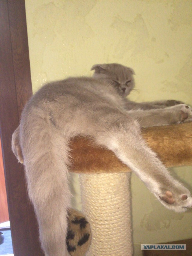 КотоВторник 26.04.2016
