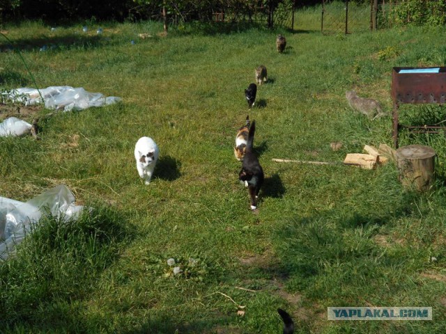 Жизнь домашнего приюта для котеек 115