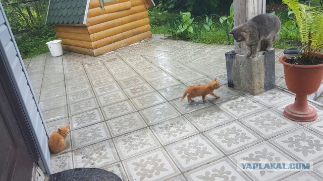 Котовторник 26.07 2016