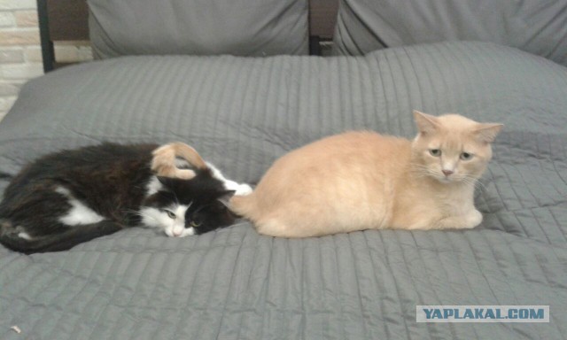 Котовторник 20.09.2016