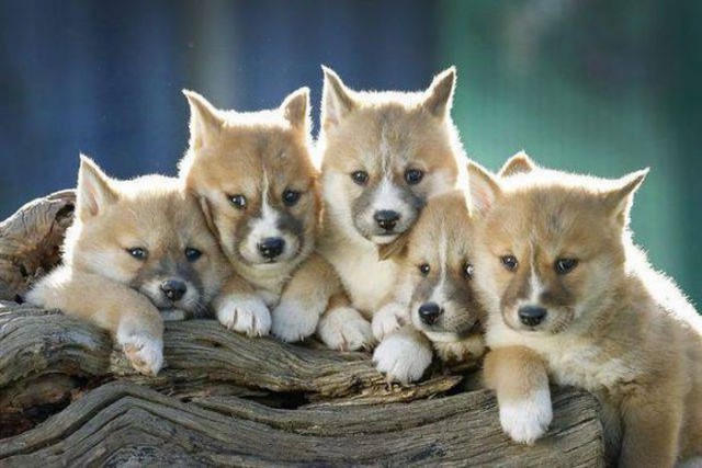 Самые смешные животные