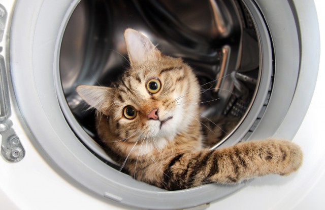 Коты из сети