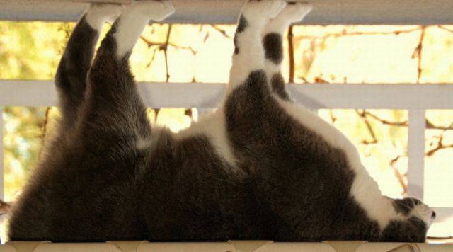 Коты из сети