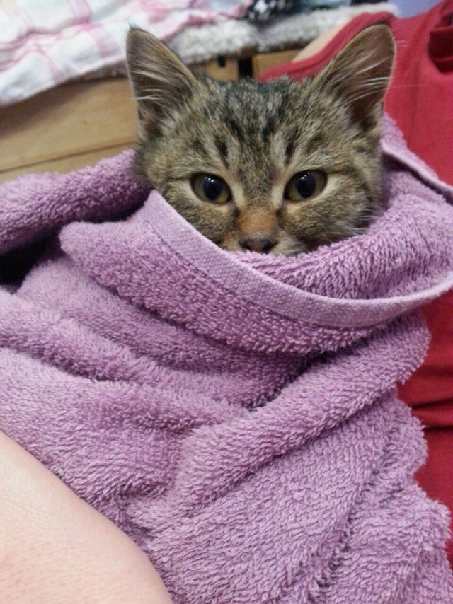 Коты из сети
