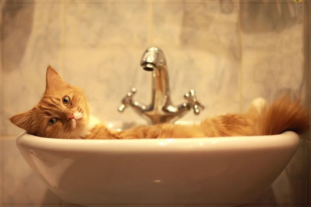 Коты и Кошки