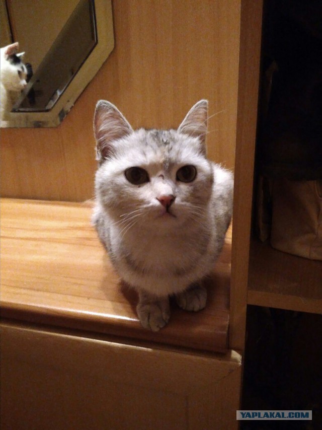 Еще одно пополнение в котостаде. И убытие