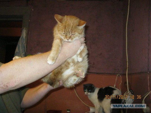 Жизнь домашнего приюта для котеек 194