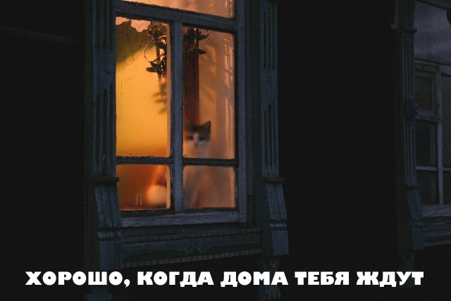 Прикольных котов пост