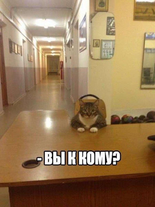 Скотсети и прочие интернеты 26.03.18